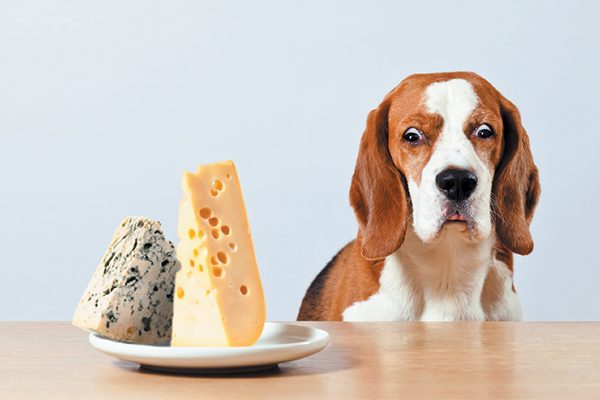 dog-scared-at-cheese-on-the-table-600x400